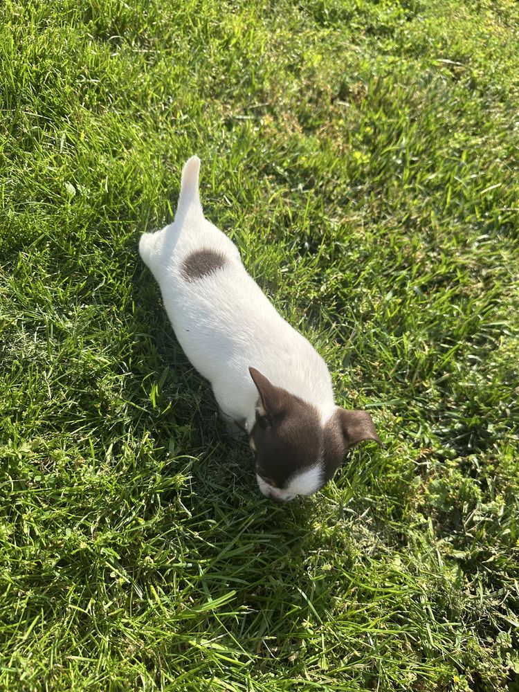 Chihuahua piesek do odbioru