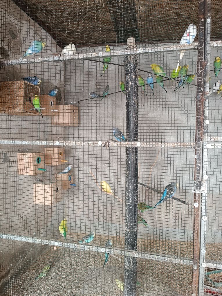 Vendo piriquitos australianos
