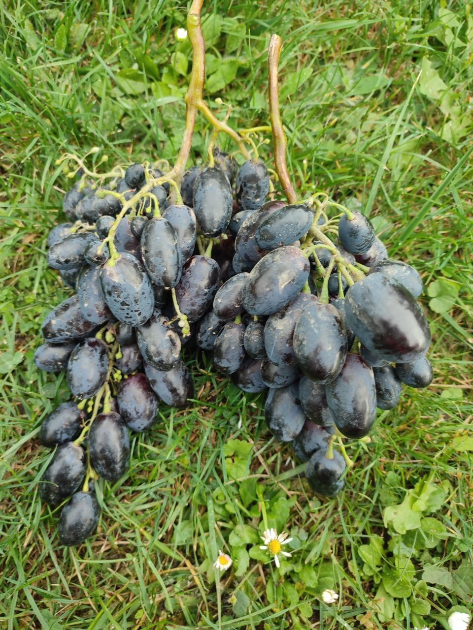 Виноград, саджанці, черенки, живці, лоза