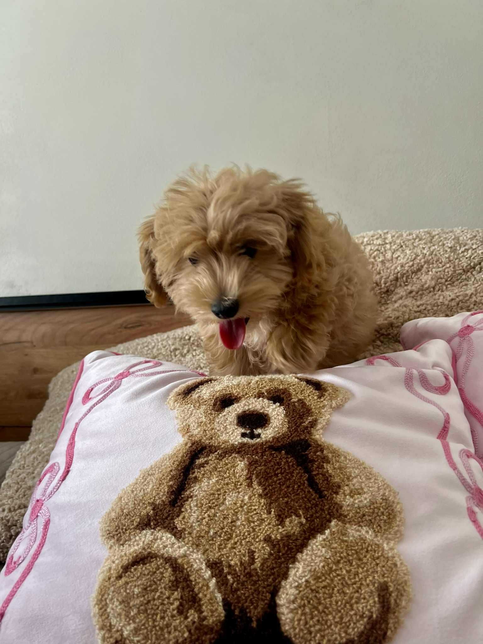 Maltipoo, piesek, karmelkowy slodki.drobny.mam Maltanczyk ,t Redtoy