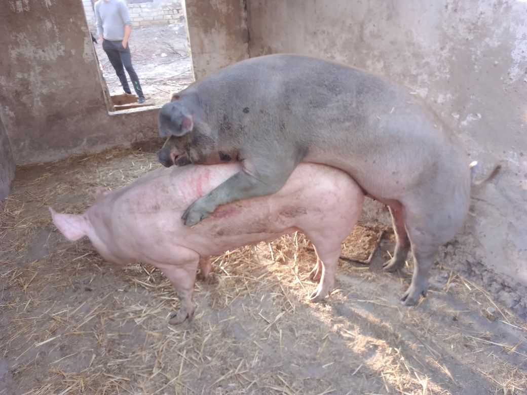 Кабан на злучку, Кабан на сім'я. Хряк