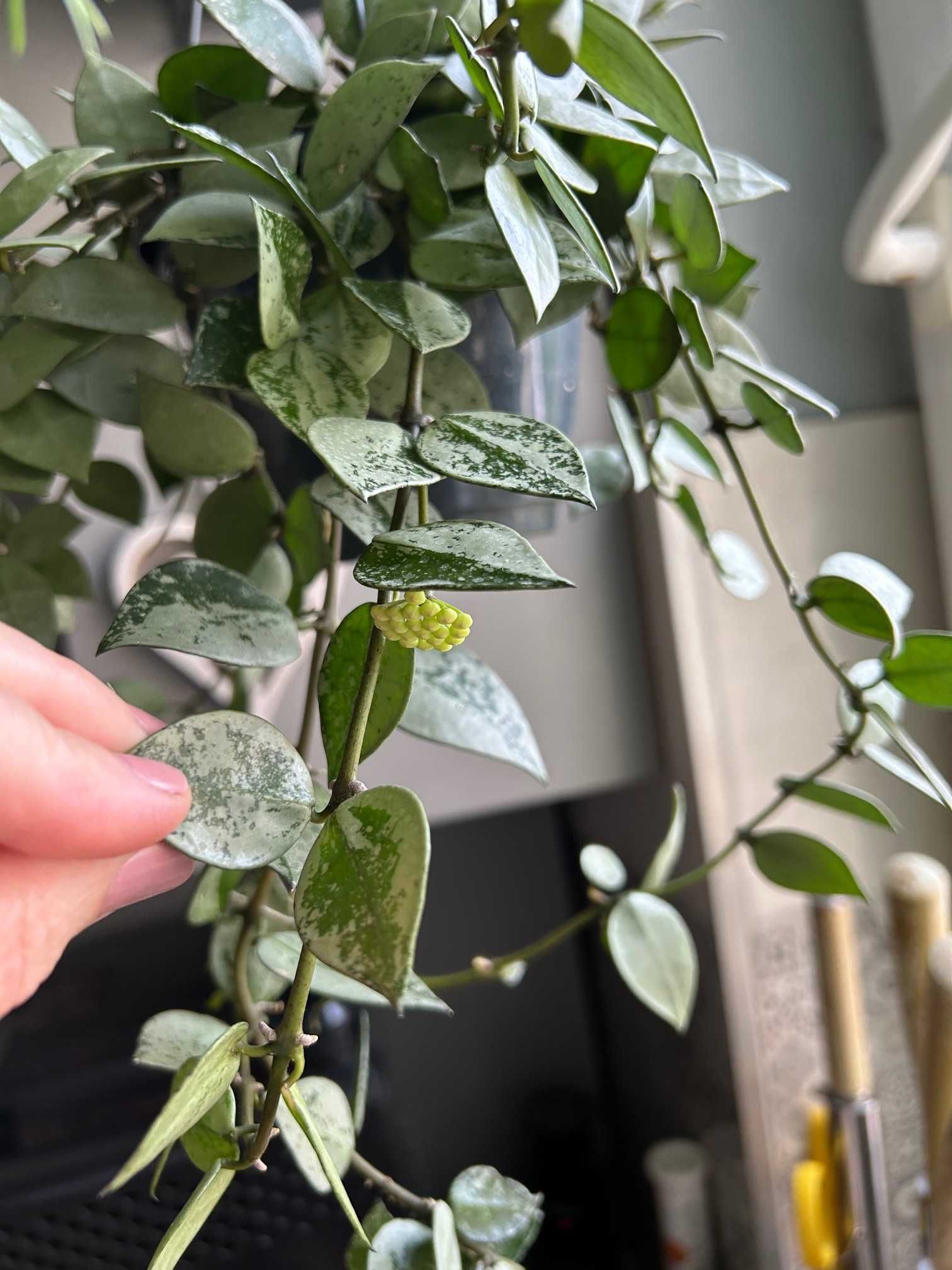 Hoya Krochniana Eskimo silver pęd cięty