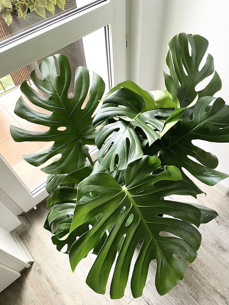 Monstera Deliciosa ( big form )