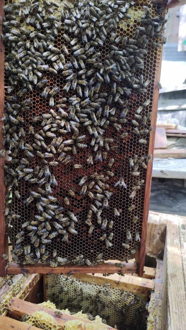 Продам пасіку біля Львова