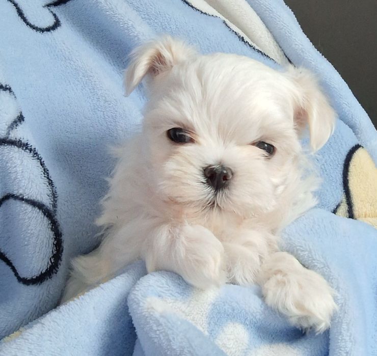 Cudowny  chłopak  maltanczyk