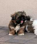 Piękna suczka Shih-Tzu !