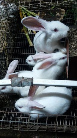 Кролі кролики термонська біла