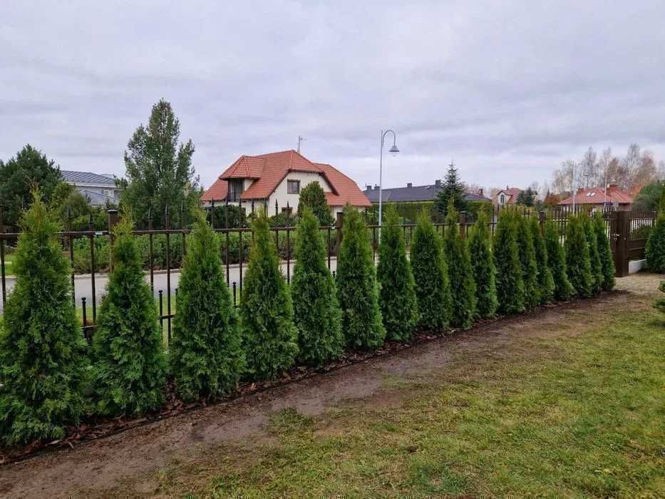 TUJA Thuja SZMARAGD wys. 100-120 cm Dostawa gratis-woj.Świętokrzyskie