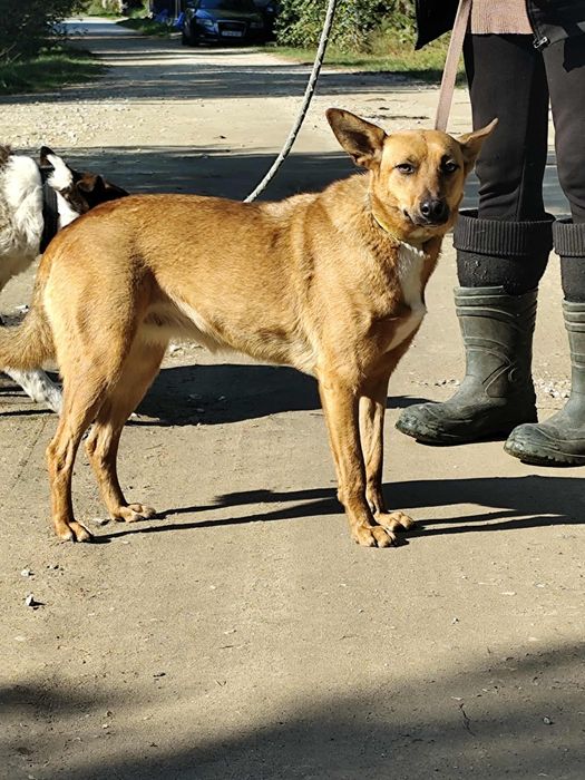 2 letnia, 16 kg, Lotka adopcja za darmo oddam