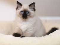 Ragdoll - cudny chlopczyk :)