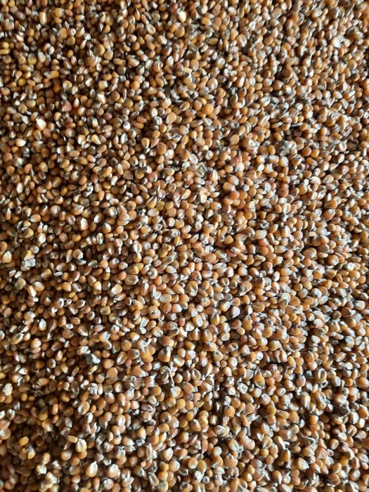 Kukurydza prostoo z pola