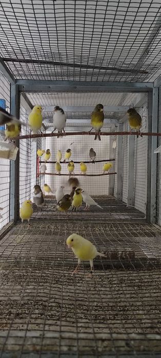 Canárias clássico contínuo