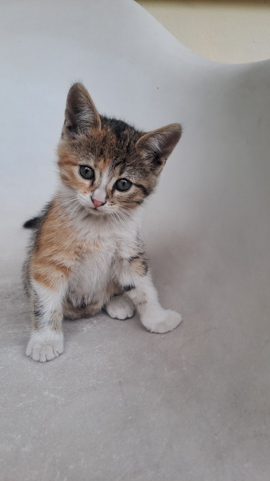 Котята шукають родину