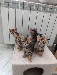 Бенгальські кошенята