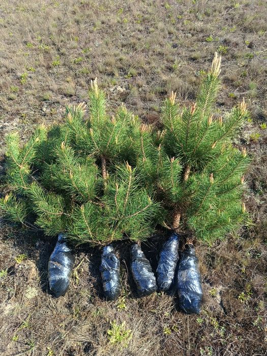 Продам саджанці сосни звичайної