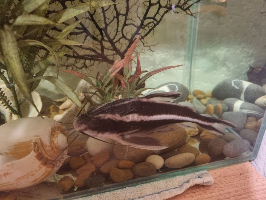 Сом Платидорас 15см