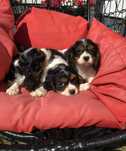 Cavalier King tricolor