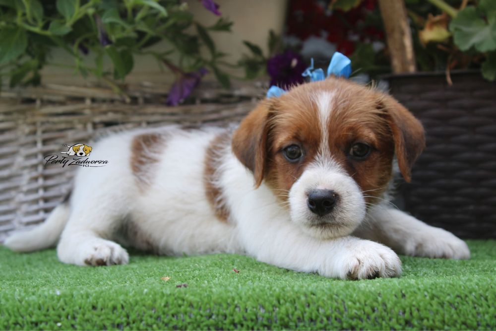 Piesek Jack Russell Terrier ZKwP FCI*Gotowy do odbioru*