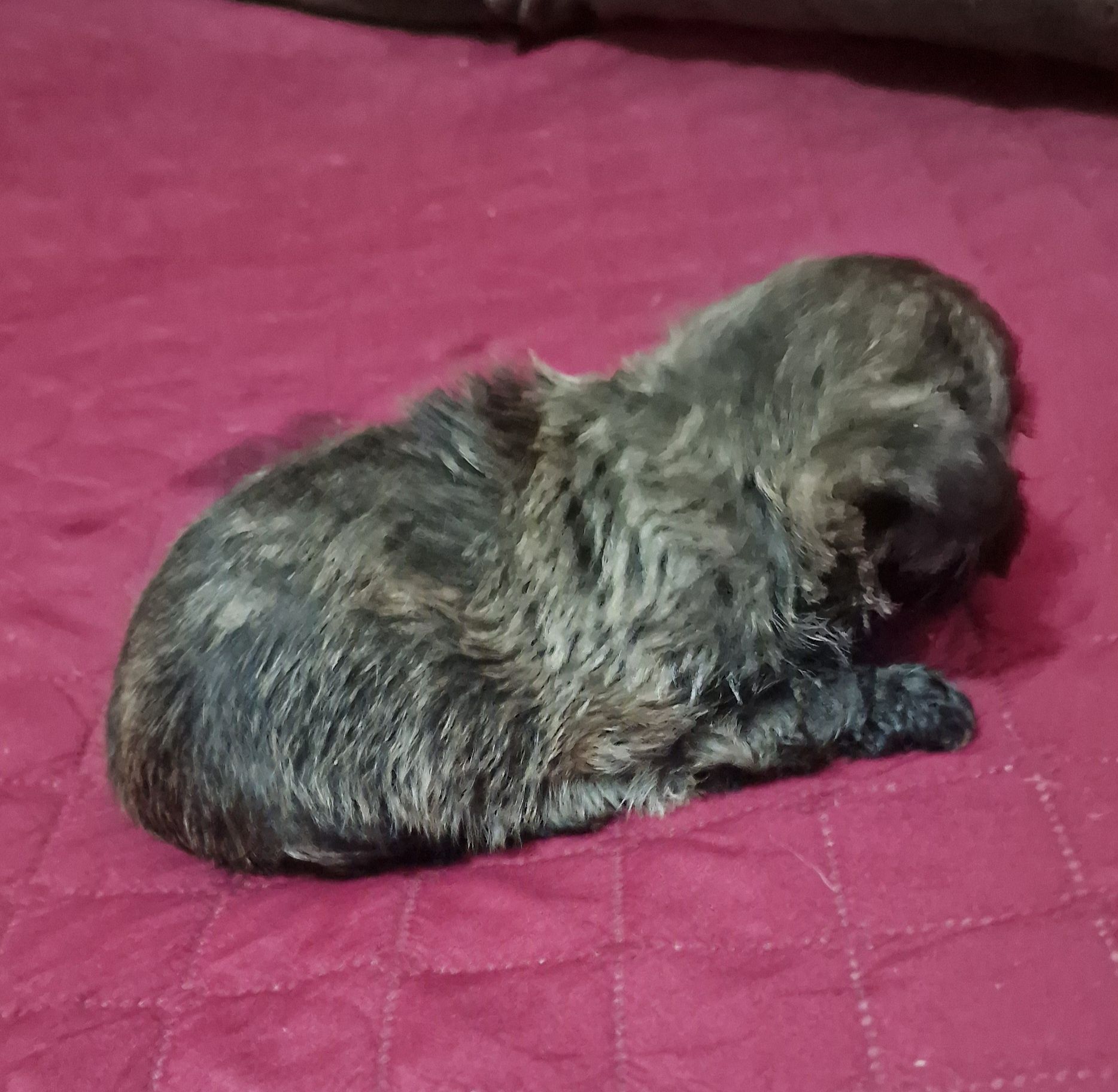 Peluche miniatura