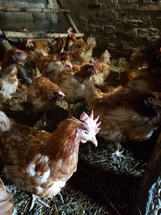 Кури несушка річна