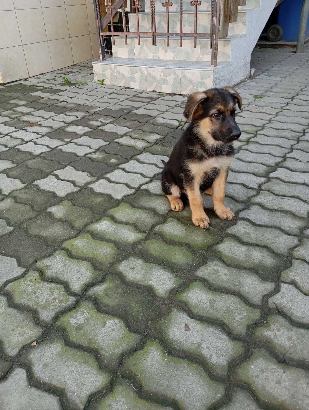 Продаються цуценята німецької вівчарки