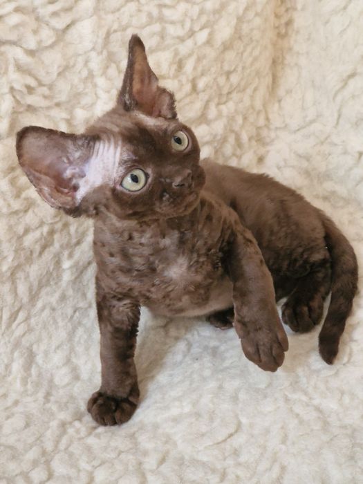 Devon rex piękny maluszek