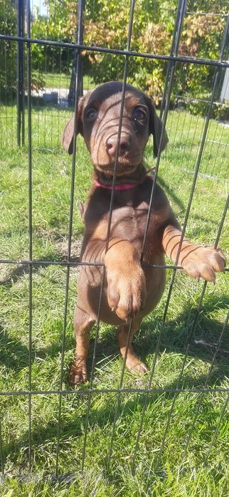 DOBERMAN europejski czystej rasy suczka ostatnia!