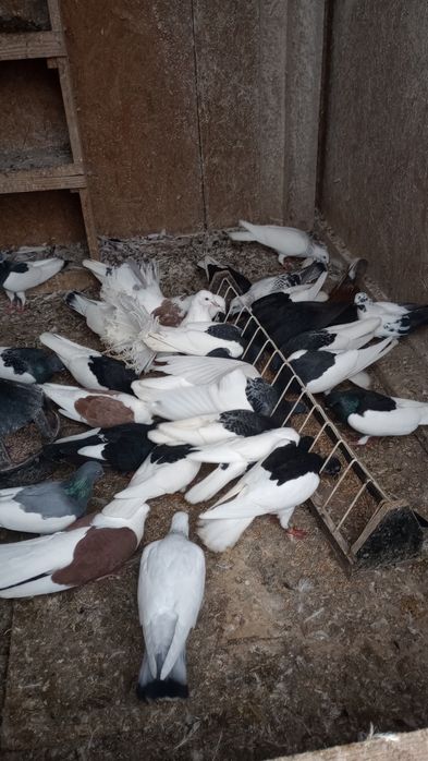 Sprzedam gołębie ( Pocztowe. Ciemne. Jasne) likwidacja hodowli
