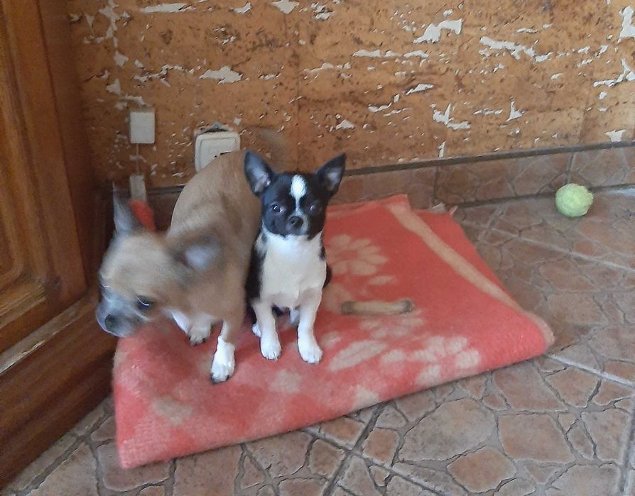 Чихуа-хуа несет голубой,лиловый,шоколадный ген.Вязка-не продажа!