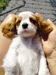 Cavalier King Charles Spaniel -  przepiękny piesek Eddie