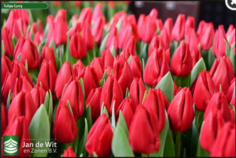 Якісні цибулини тюльпанів 12+ (Нідерланди)