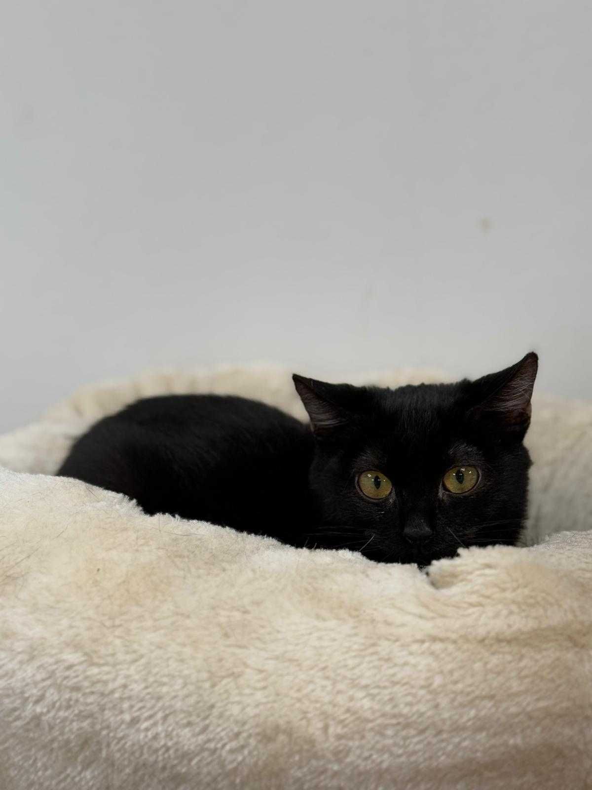 Lancelot - malutki, czarny kot do adopcji!