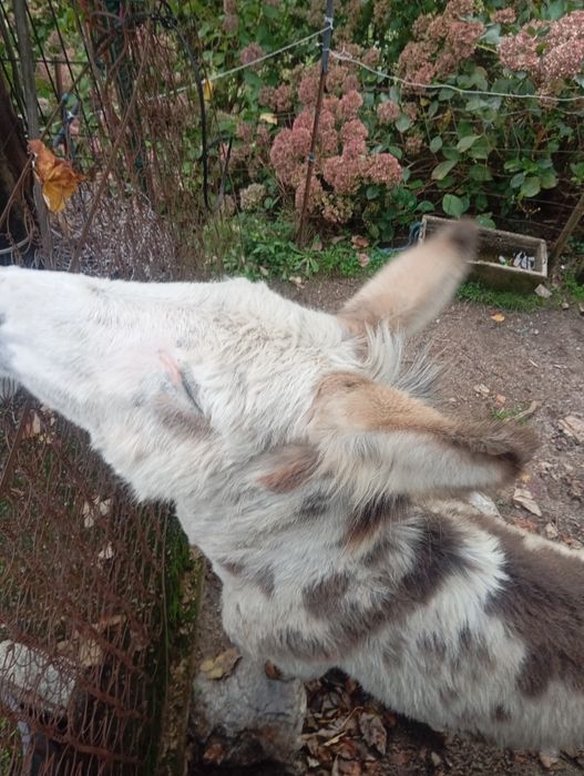 Vendo casal de burros