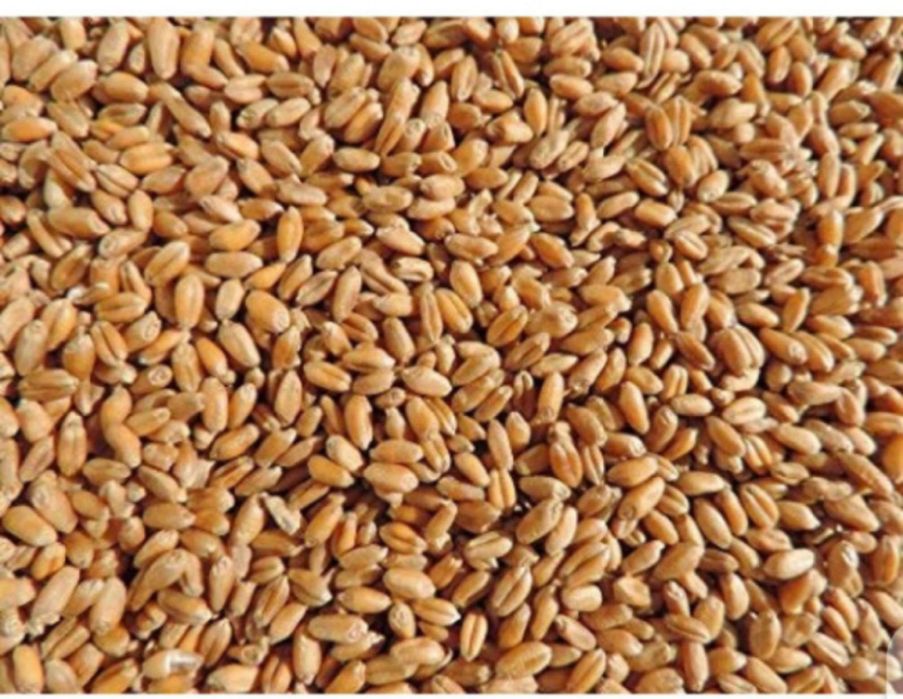 Пшениця і ячмінь, урожай 2025 року