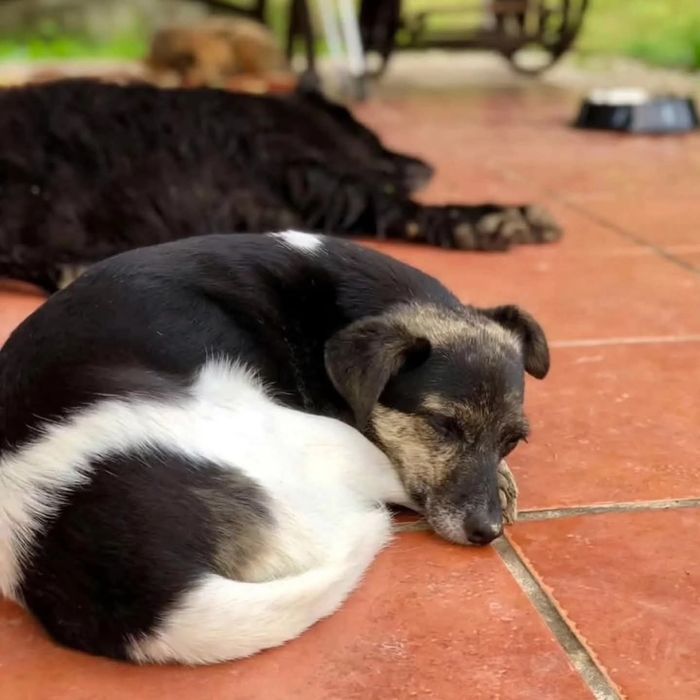 Wanda szuka fajnego domu