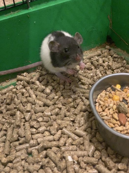 Криси дамбо, щуренята