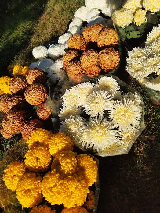 Chryzantemy doniczkowe