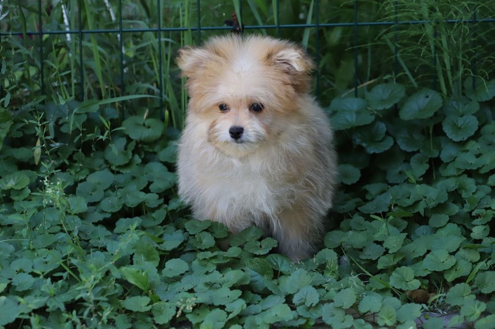 Йорк+ пудель мальчик