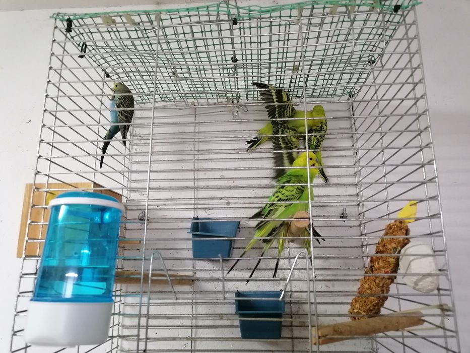 Papugi faliste młode