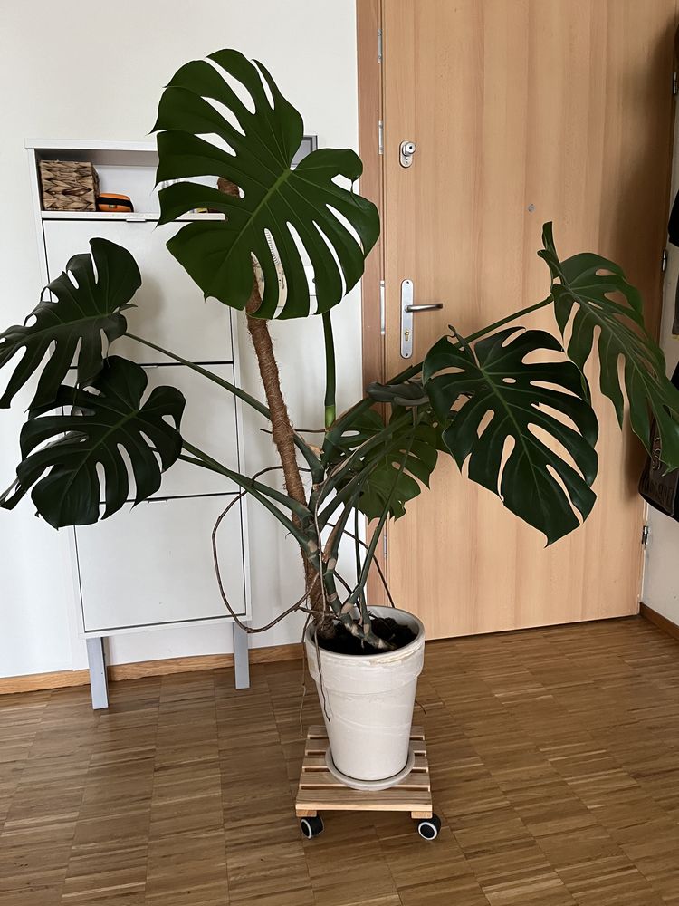 DUŻA Monstera dziurawa (Filodendron) LESZNO