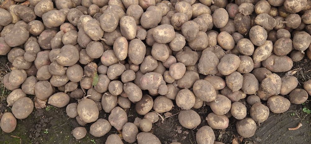 Картопля дрібна на корм