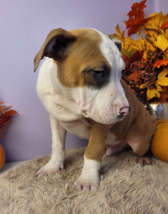 Rodzinny piesek Amstaff!