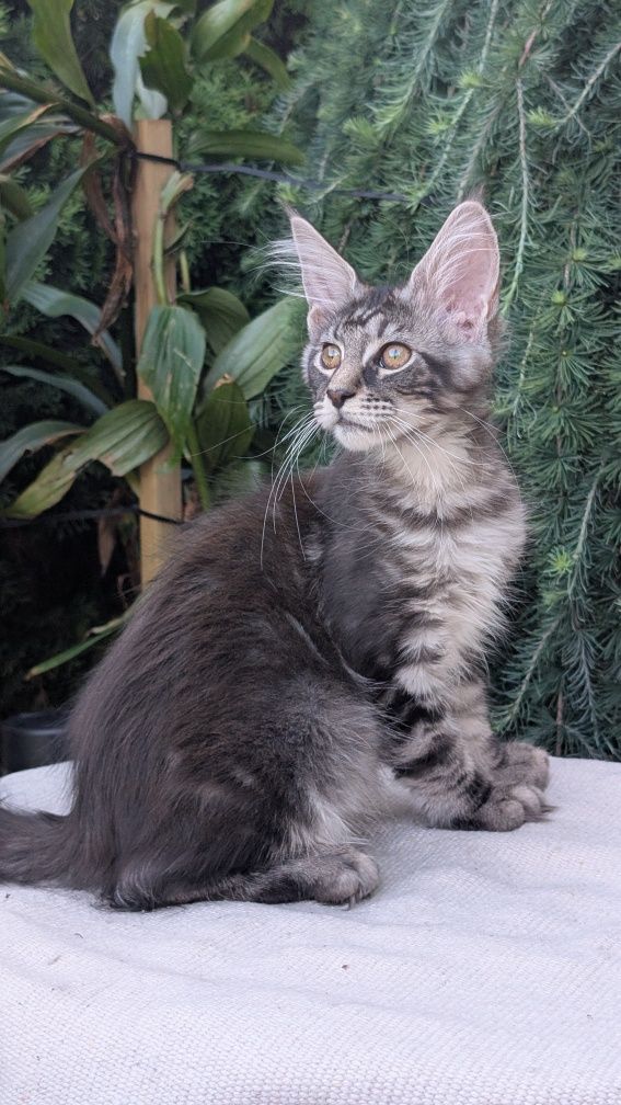 ZOJA kotka Maine Coon. Zapraszamy