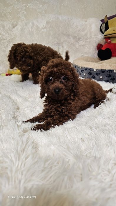 Ляльковий той пудель , без браку, від китайських батьків