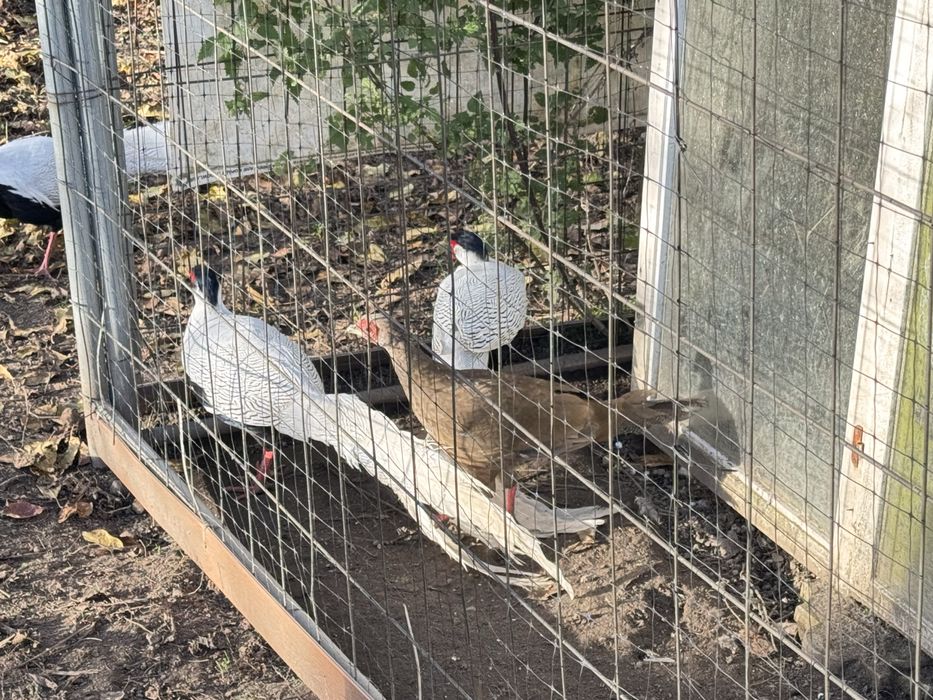 Bażant srebrny kury koguty lęgowe