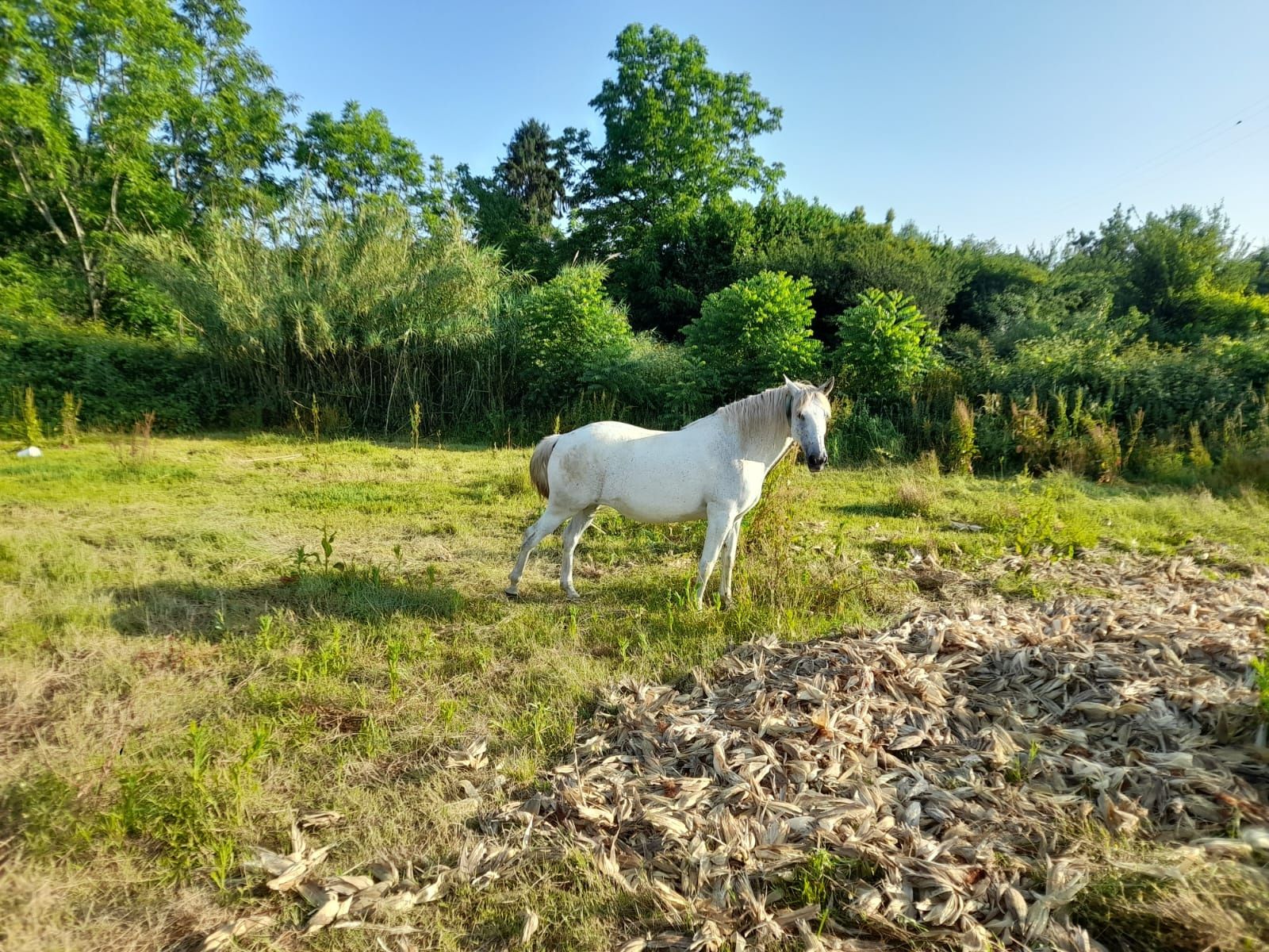 Égua Cruzado Lusitano