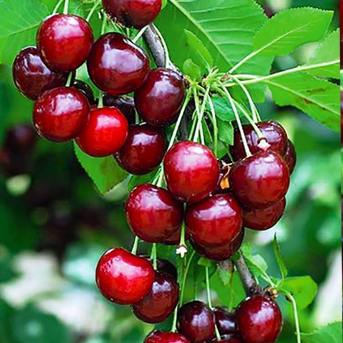 Саджанці вишні ОПТ–Роздріб / Саженцы вишни ОПТ–Розница