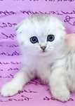 Scottish fold маленьке пухнасте щастя )Кошенята. Котики