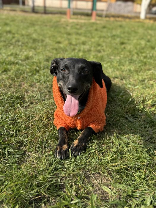 Собачка Пеппа шукає свій новий дім