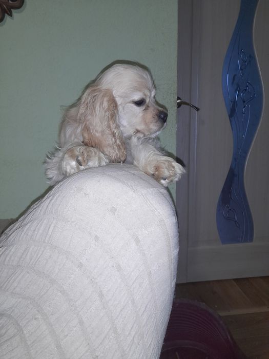 Американский кокер спаніель.